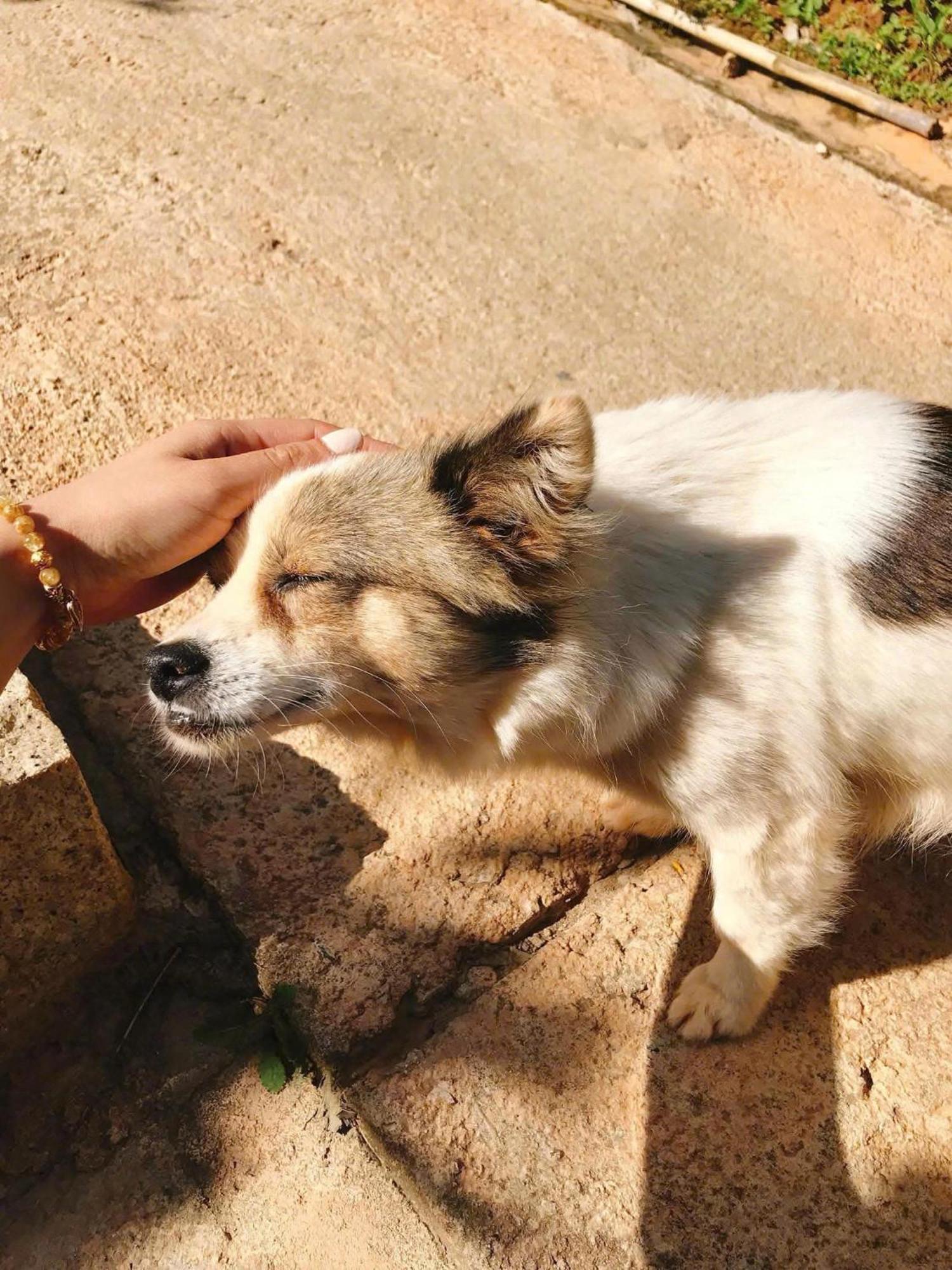 Vuon Nha Cui Homestay Da Lat Eksteriør billede